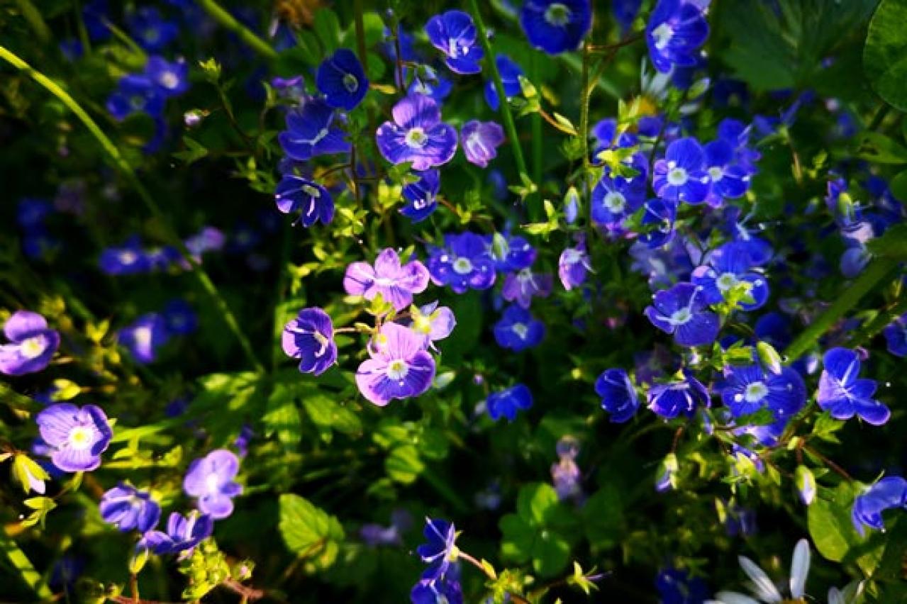 ブルー ガーデン 紫苑